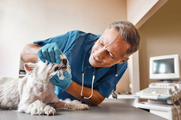 Best Emergency Care for Gum Disease in Ixonia, WI